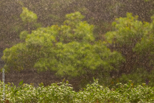 Wallpaper Mural Heavy rainy day with sun rays on natural green background. Torontodigital.ca
