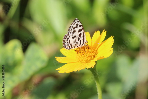 Butterfly on Daisy yellow flower_Castalius Rosimon Butterfly. photo