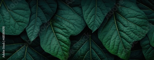 dark green leaves panoramic background