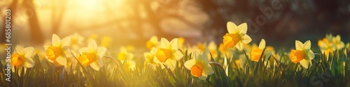 yellow daffodils on grass with the sun shining spring happy panorama