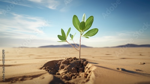 One green plant growing among the empty desert