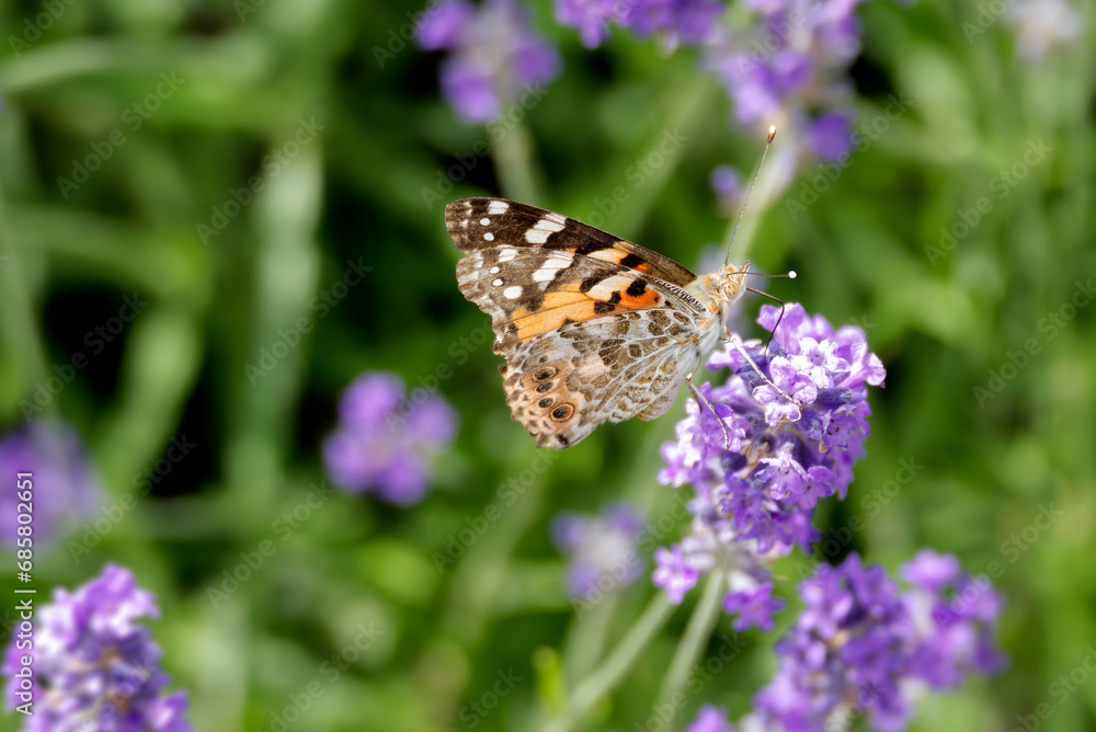Painted Lady (Vanessa cardui) butterfly perched on lavender in Zurich, Switzerland Painted Lady (Vanessa cardui) butterfly perched on lavender in Zurich, Switzerland