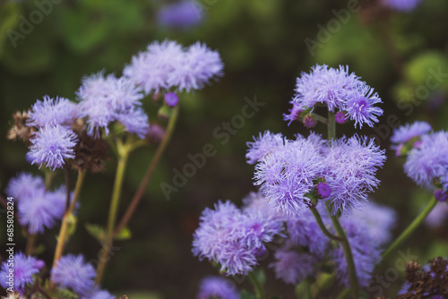 Ageratum, whiteweed photo