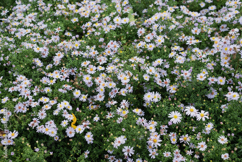 field of flowers