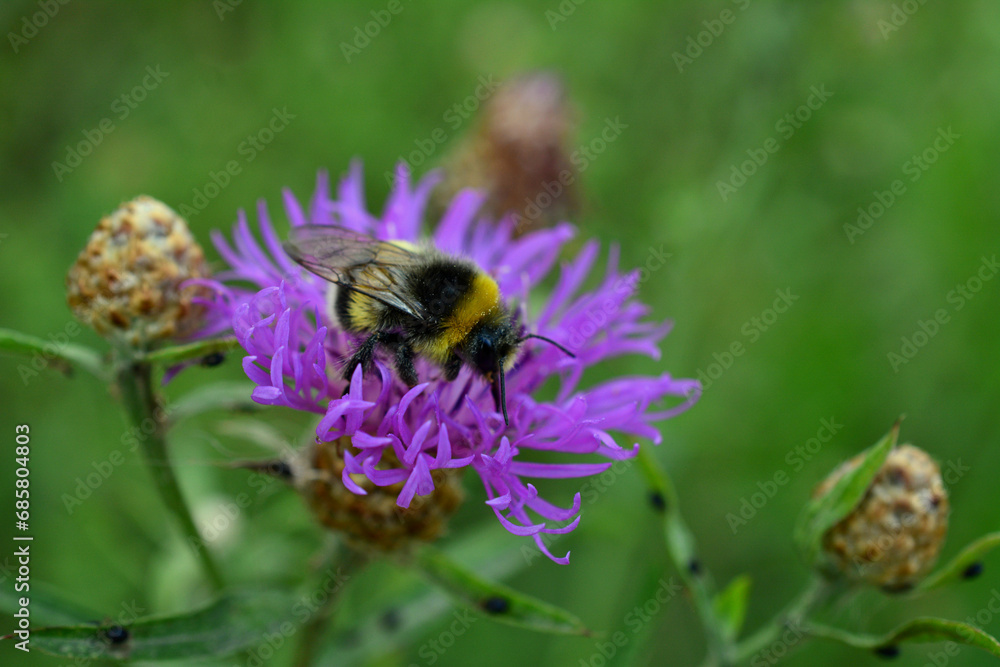 bumble bee collecting nectar from thistle flower close up bumble bee collecting nectar from thistle flower close up