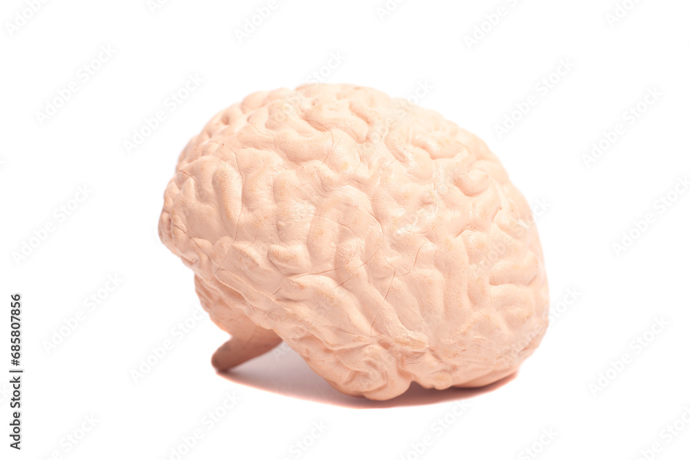 Human brain anatomical model isolated on white background Human brain anatomical model isolated on white background