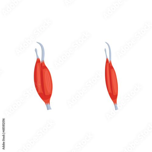 Duchenne Muscular Dystrophy (DMD) Scientific Design. Vector Illustration.