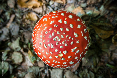 Amanita muscaria, red toadstool in the forest 