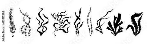 Set of seaweed silhouettes.Vector decorative elements.