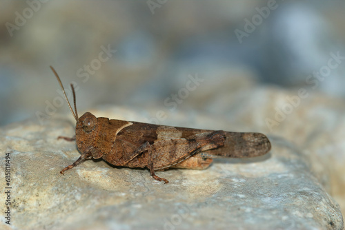 Closeup on a blue-winged grasshopper, Closeup on a Mediterranean red-winged grasshoper, Oedipoda caerulescens photo