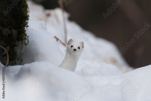 Ermine, Ermellino , (Mustela erminea) photo