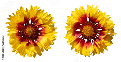 Fleurs de Gaillarde grandiflora