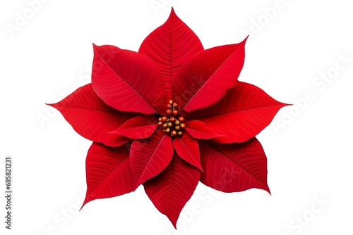 red poinsettia isolated on white background