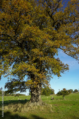 On an autumn morning, white sheep graze near a big, old oak tree. Dear Park Eastnor Castle. photo
