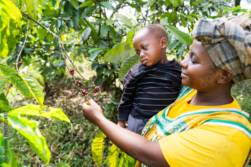 A farmer teaches her daughter to harvest ripe coffee, coffee production in Africa