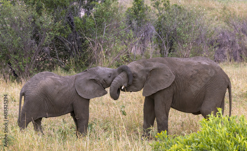 Photography elephants playing, Tanzania