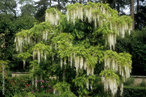 Obraz na plátně Wisteria floribunda alba , Glycine blanche, Glycine du Japon