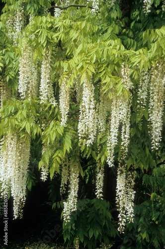 Fotografi Wisteria floribunda alba , Glycine blanche, Glycine du Japon
