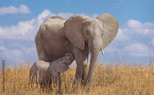 Photography elephant in the savannah, baby elephant nursing