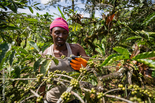 A farmer observes the maturing coffee plant, agriculture and African products
