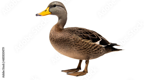 duck isolated on white transparent background PNG isolated