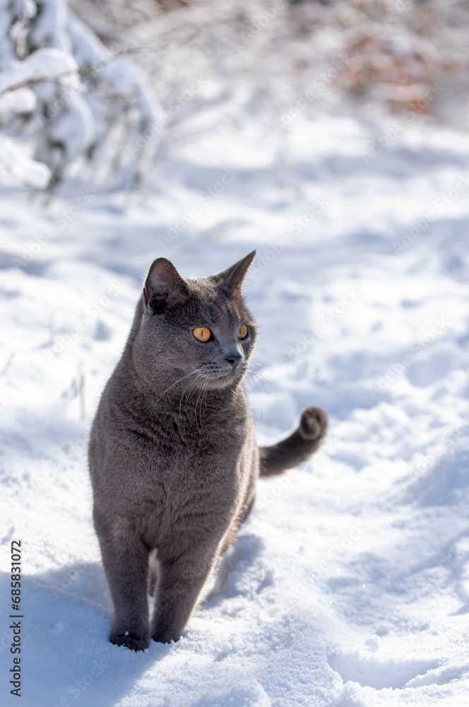 Chartreux cat on a walk on a sunny winter day