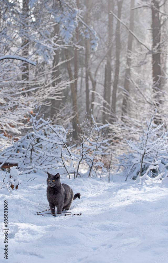 Charteux cat walking in the winter snowy forest Charteux cat walking in the winter snowy forest