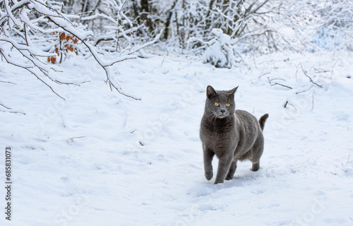 Chartreux cat walking through a snowy winter landscape