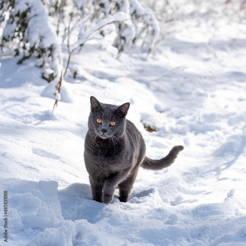 Canvas Print Adorable Chartreux cat enjoying in winter snowy nature