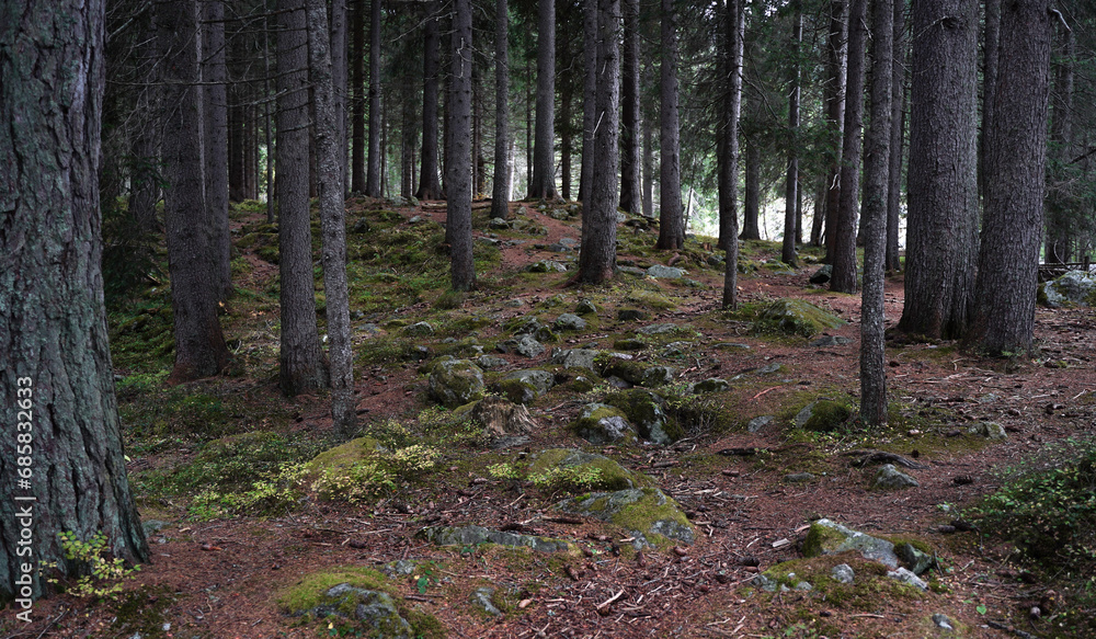 Brown vertical tree trunks with yellow and green leaves in the forest of Italian Dolomites. Green grass with garbage around. Peaceful atmosphere. Nature background. Brown vertical tree trunks with yellow and green leaves in the forest of Italian Dolomites. Green grass with garbage around. Peaceful atmosphere. Nature background.