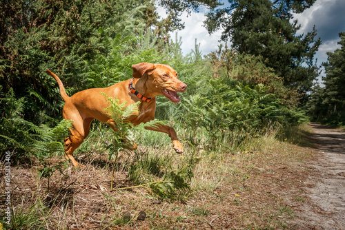 Sprizsla dog - light fawn colour Vizsla Springer Spaniel cross - jumping out in the forest looking happy