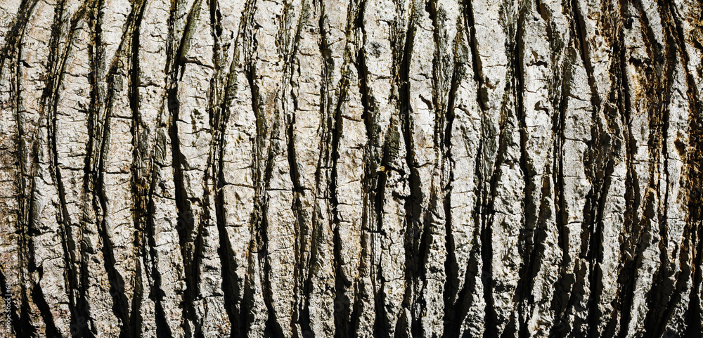 Obraz premium Palm tree bark texture. Horizontal texture. Lines natural pattern. Coconut tree trunk. Dried palm. Panoramic hardwood background. Exotic wood backdrop. Brown palm tree wood structure.