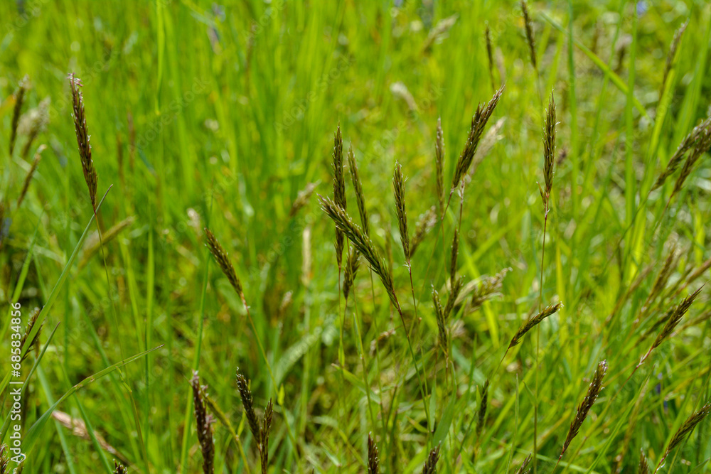 sweet grass or holy grass, Hierochloe odorata, mannagrass, Anthoxanthum odoratum, sweet grass or holy grass, Hierochloe odorata, mannagrass, Anthoxanthum odoratum,