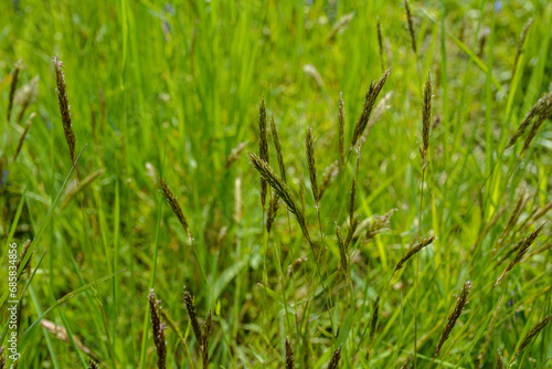 sweet grass or holy grass, Hierochloe odorata, mannagrass, Anthoxanthum odoratum,
