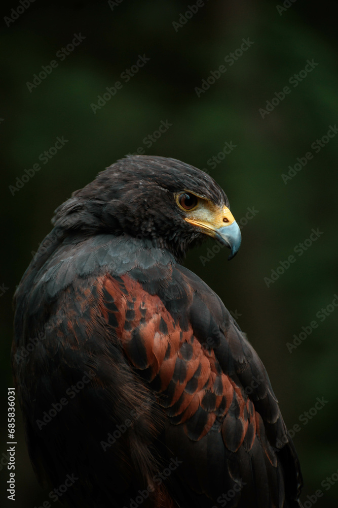 close up of a falcon