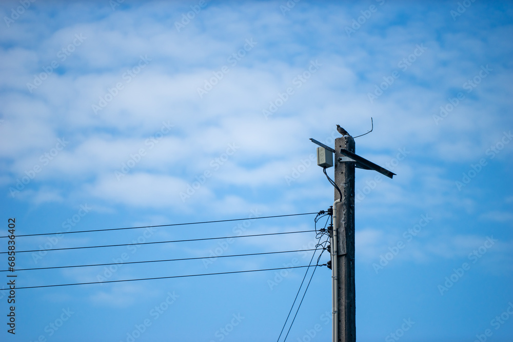 The bird's outline is sharply defined, with its feathers ruffled by a gentle breeze, and its posture exudes a sense of serenity and freedom. The bird's outline is sharply defined, with its feathers ruffled by a gentle breeze, and its posture exudes a sense of serenity and freedom.