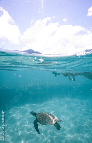 Snorkeling with Wild Hawaiian Green Sea Turtles in the Beautiful Ocean off Hawaii 