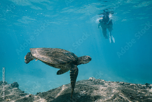 Swimming with Wild Hawaiian Green Sea Turtles in the Beautiful Ocean off Hawaii 