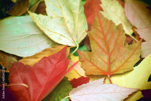 Colorful Fall or Autumn Fallen Leaves Background