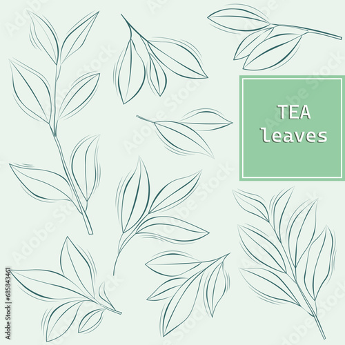 Hand drawn isolated tea leaves background