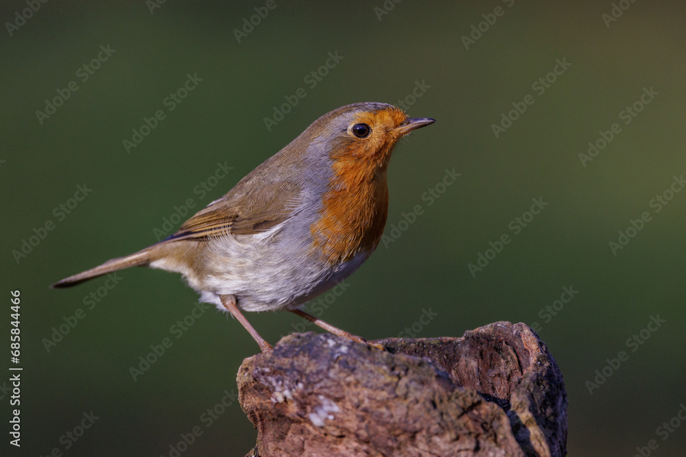 Rotkehlchen (Erithacus rubecula) Rotkehlchen (Erithacus rubecula)