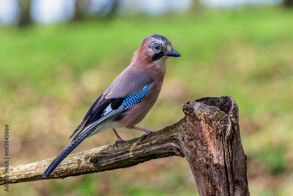 Eichelhäher (Garrulus glandarius) Eichelhäher (Garrulus glandarius)