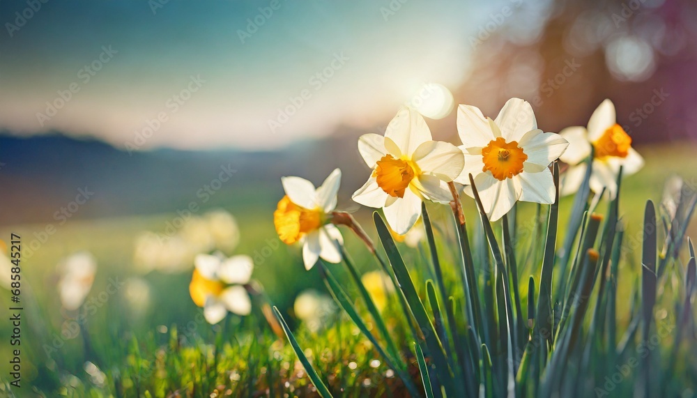 daffodil flowers in the field