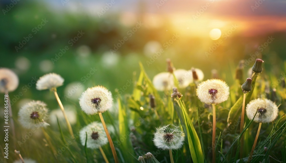 green summer meadow with dandelions at sunset nature background