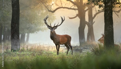 red deer in forest on foggy morning © Florence