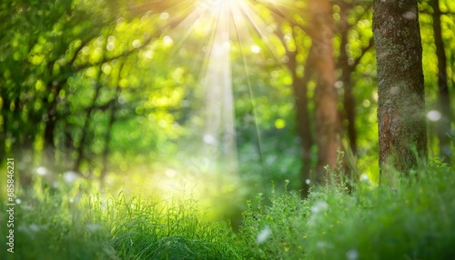 defocused green trees in forest or park with wild grass and sun beams beautiful summer spring natural background © Florence