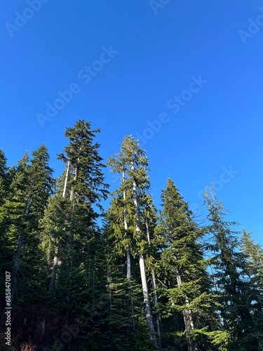 pine trees in the canadian forest near rocky mountains