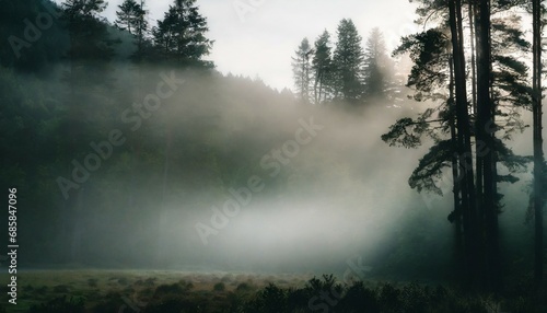 moody forest landscape with fog and mist