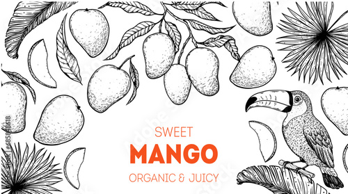 Ripe mango and toucan bird sketch. Hand drawn vector illustration. Tropical fruit. Packaging design, menu design, juice packaging. Mango frame.