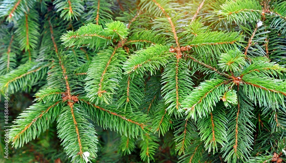 beautiful green fir tree branches close up christmas and winter concept